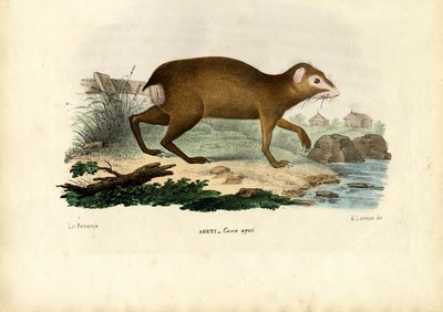 Agouti, 1863-79 von Raimundo Petraroja